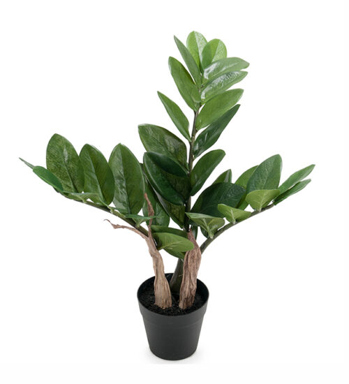 Konstväxt Zamifolia