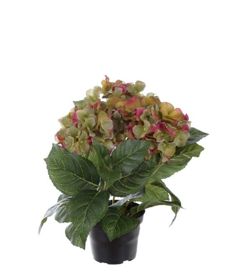Konstväxt Hortensia vinröd 30 cm