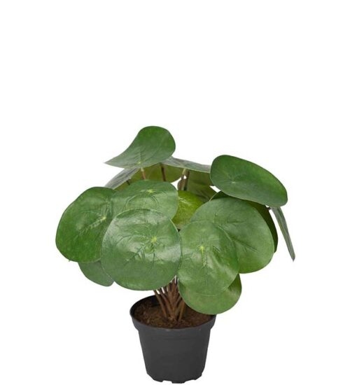 Konstväxt av elefantöra i kruka från Mr Plant.